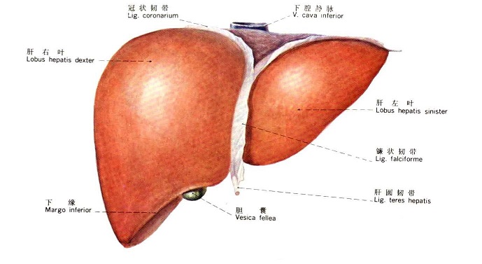 小象健康